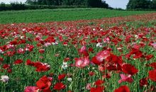 未来15天，4属相迎来旺盛的运势，收入连续增长，生活好运不断