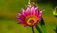 11月洪福齐天，富甲一方，富贵安康的4个生肖