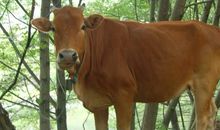 2021年属牛运势及运程详解,属牛人2021年佩戴什么好