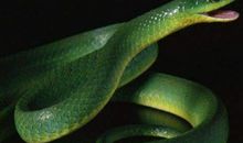 2021年属蛇运势及运程详解,属蛇人2021年佩戴什么吉祥物好