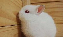 2021年属兔运势及运程详解,属兔人2021年佩戴什么好