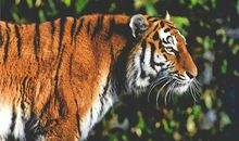 1962年属相虎的2020运势解析(图文)