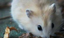 2021年属鼠运势及运程详解,属鼠人2021年佩戴什么好