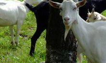 2021年属羊运势及运程详解,属羊人2021年佩戴什么吉祥物好