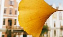 我行我素，有才华的生肖人