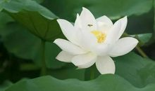 15号、16号、17号，前有大奖、后有旺财，3生肖双喜临门，金银大奖发不停