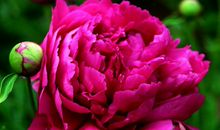 11月18号开始横财入库，连续3年不缺钱的生肖，以后祥福不断