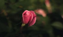 2020年运势暴涨，每天发大财！家大业大的3大生肖