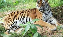 属虎的人，出生在几月份会好命一生