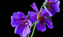 11月4生肖，贵人助力，佛祖赐财，富贵无忧