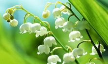 下半年金玉满堂，时乖运乖，福星高照的4个生肖