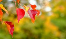 11月将会有贵人提携，三番五次走好运，收获接二连三的3生肖