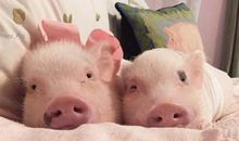 2021年属猪运势及运程详解,属猪人2021年佩戴什么吉祥物好