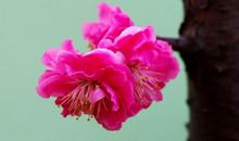 恭喜四生肖钞票堆满山，11月8号开始运势畅旺，横财广进咸鱼翻身!