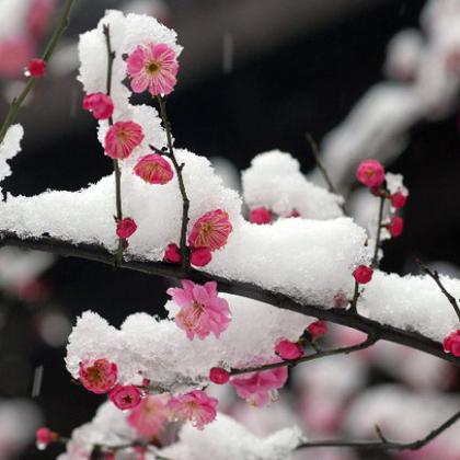 大寒冬你的桃花会如约而至吗？