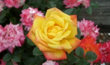 11月中旬起贵人携财来，好运加身，福气满满，福禄双全的生肖