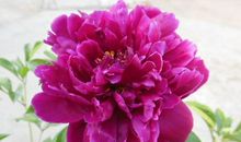 12月开始事业迎来高峰期，风生水起，财运亨通，富贵不愁的3生肖