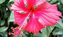 进入6月，4属相迎来开门红，能够节节登高，走向好运，生活顺心