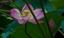 未来两个月财运大好，钞票大把，财神爷独宠，财源滚滚的四属相