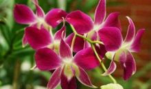 年轻时有老公宠爱，晚年有儿孙孝顺的三大生肖女！