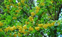 11月中旬想什么有什么，每天开心赚大钱的生肖，财富滚滚进家门