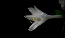 未来三个月运势强势逆袭，贵人不少，四属相求财有道，好运拦不住