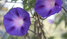 11月不愁没钱发的生肖，事业亨通，财利丰足，赚得钱财堆成山