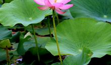 下周好运傍身，家财成倍涨，福气深厚，接大财迎大喜的3生肖