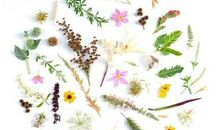 恋爱困难户，B血型男到底输在哪里