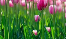 11月福利双收，生意兴隆，春风得意的四大生肖