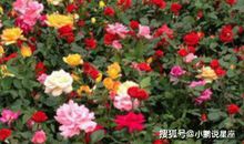 生儿子有财，生女儿有福，孝顺出息，老有所依的三大生肖女