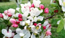 说话最伤人的3大生肖女，典型的刀子嘴豆腐心