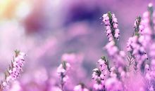 这些星座好胜心并不强，不争不抢，看似普通，但始终立于不败之地