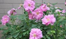 下周开始天天有钱赚的生肖，红票子赚不完，以后不再缺钱花