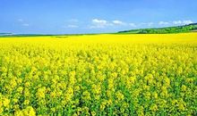 11月福多财旺，万事亨通，转危为安的四个生肖