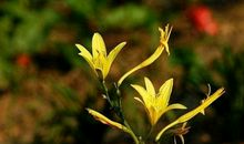 很容易吸收负能量，碰上负能量就接纳，让自己不阳光的星座