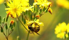 8号起，备好麻布袋装大钱，3生肖转大运、发大财，金银滚滚来，好日子躲不掉