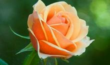 1.12日起财神关注，收入高升，富贵不缺钱的4个生肖