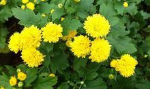 恭喜，11月好彩头，12月一发发大财，3生肖前有贵人、后有财神，天天开口笑