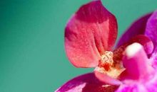 在年底2个月，不仅不缺钱，还有贵人帮忙，一月比一月顺利的属相！