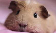 2020年属鼠本命年佩戴什么饰品能旺财？