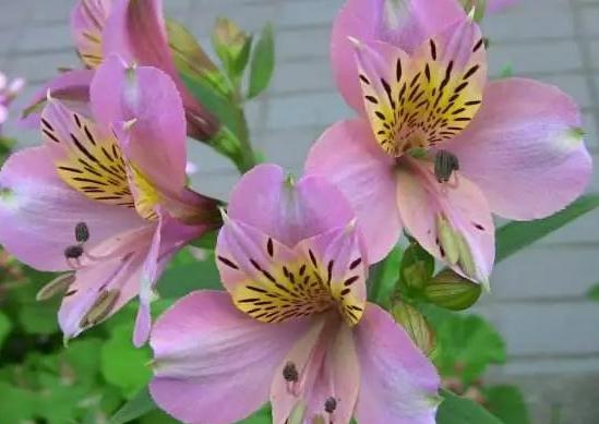 5月6日开始，4属相洪福齐天，富贵难挡，节节攀升，前途无量