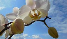 11月底八方来财，财气滔天，一波又一波财富发的3生肖