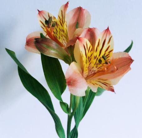 5月6日开始，4属相洪福齐天，富贵难挡，节节攀升，前途无量 2