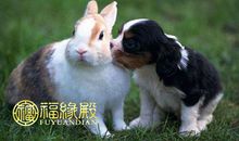 属狗和属兔的相配吗