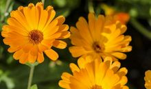 一生都有佛光普照，晚年生活自由自在，顺心如意的三大生肖女