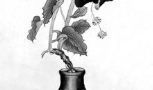 2020年农历六月出生的宝宝好吗,命局特点