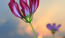 先苦后甜的生肖，11月开始时来运转，横财赚百万，必能出人头地