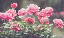 生肖鸡：从你出生那一天起，你的一生就以确定是否一辈子大富大贵