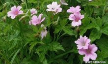 自4月1号起会吉星高照，喜事连连，大展宏图的三大生肖